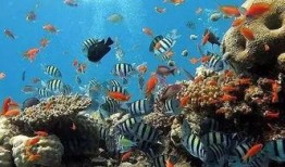 一线吃瓜小说免费海底见月,一线吃瓜小说中的神秘月影之旅